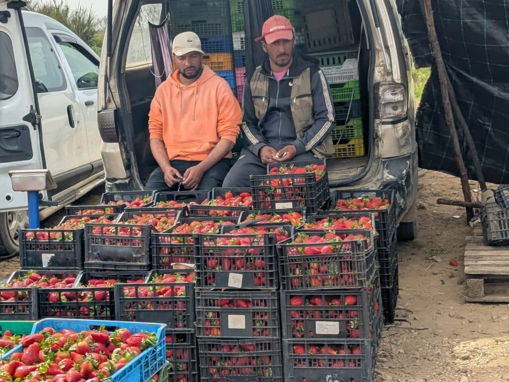 Reportage. Dans le Gharb-Loukkos, la fraise perd du terrain