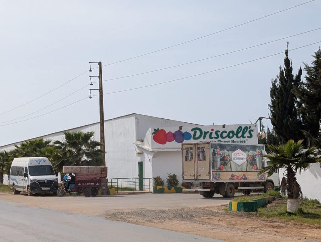 Reportage. Dans le Gharb-Loukkos, la fraise perd du terrain