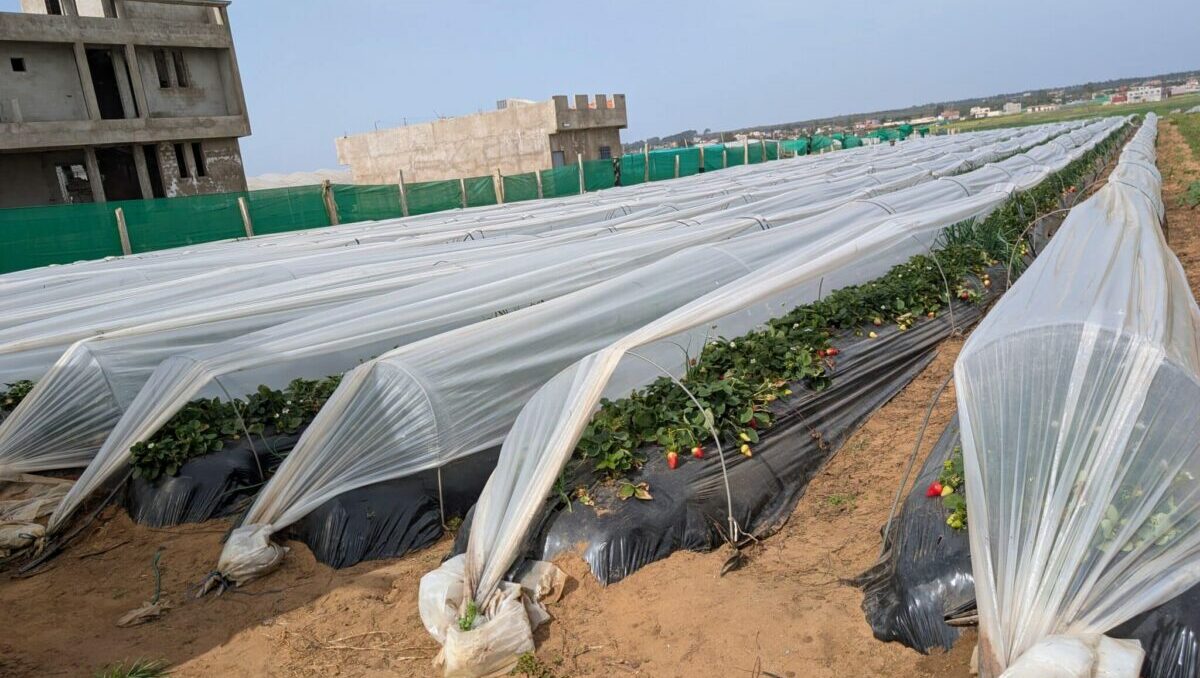 Reportage. Dans le Gharb-Loukkos, la fraise perd du terrain