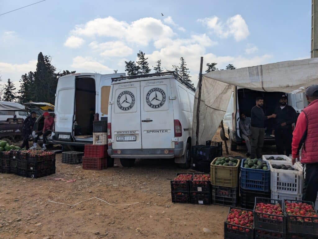 Reportage. Dans le Gharb-Loukkos, la fraise perd du terrain