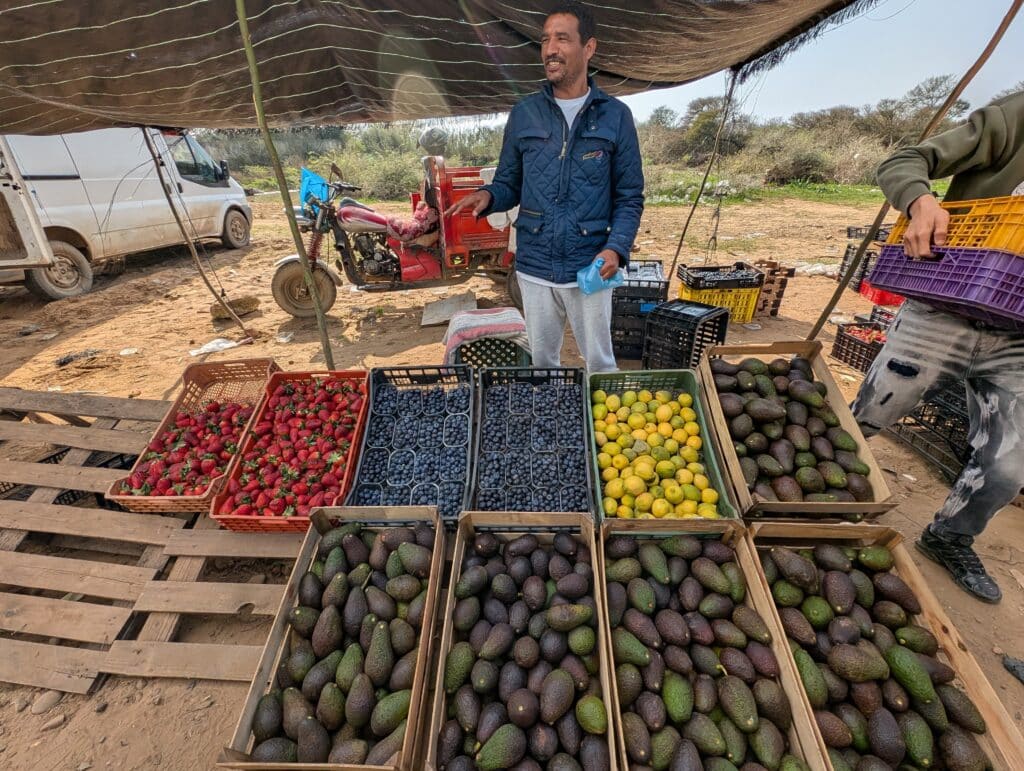 Reportage. Dans le Gharb-Loukkos, la fraise perd du terrain