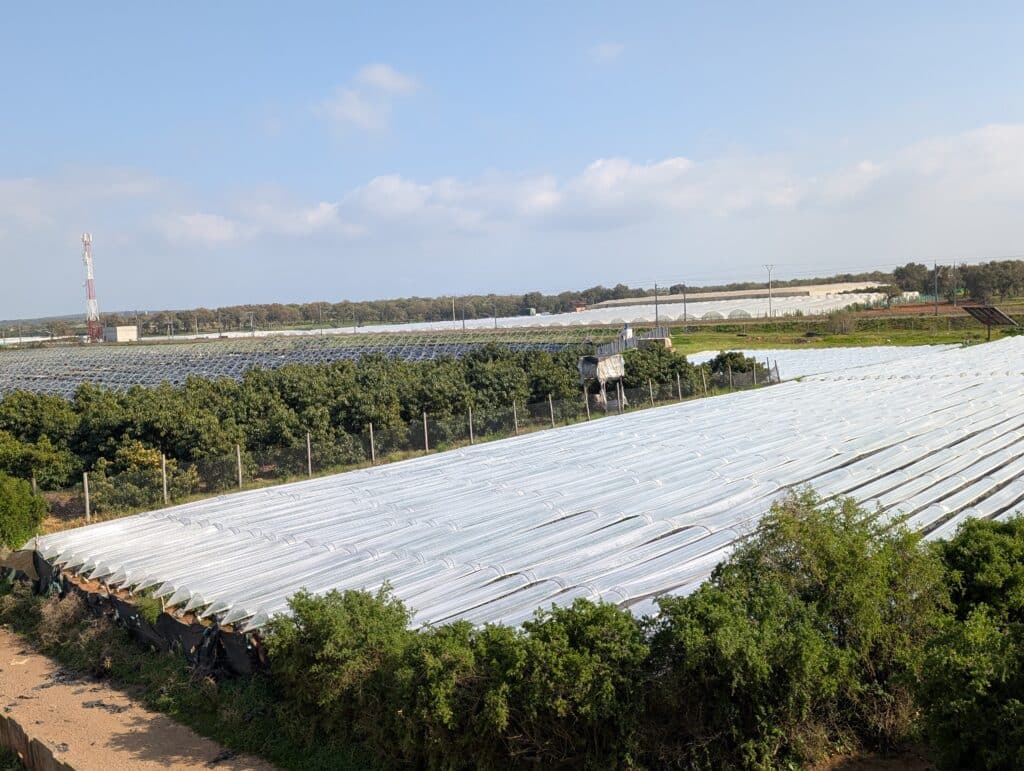Reportage. Dans le Gharb-Loukkos, la fraise perd du terrain