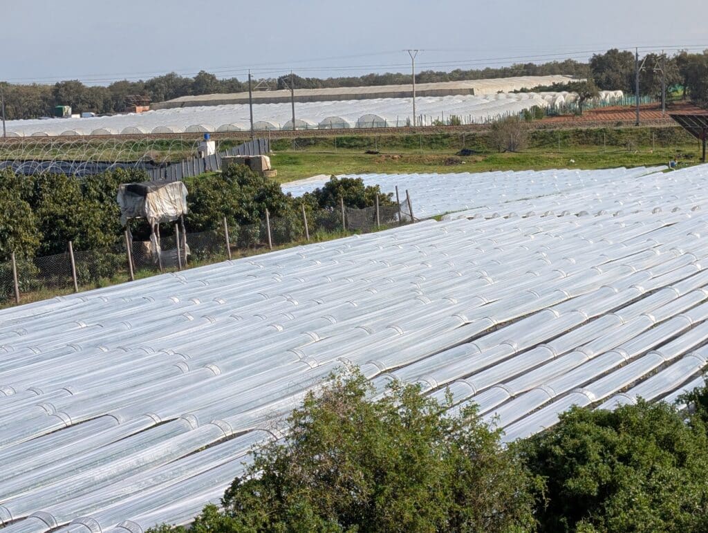 Reportage. Dans le Gharb-Loukkos, la fraise perd du terrain