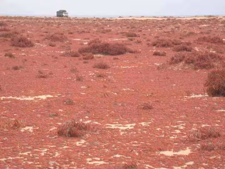 Criquets pèlerins aux portes du Souss : quel risque pour l'agriculture ?