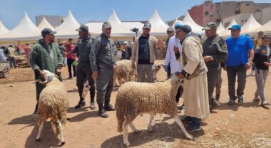 Ovins. À quelques jours de Aïd al-Adha, les opérations de contrôle peuvent-elles vraiment maîtriser le marché ?