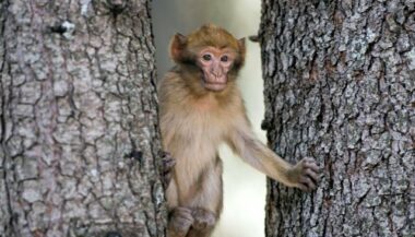 En voie de disparition, une nouvelle vie pour les singes magots au parc national de Tazekka