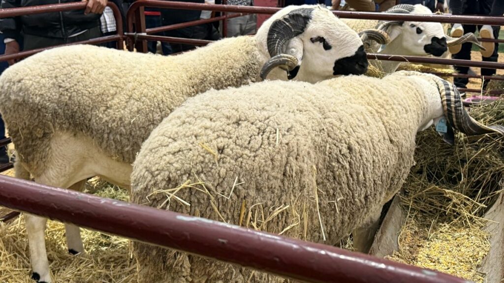 Tour des prix des moutons de l’Aïd : la moitié de l’offre déjà écoulée