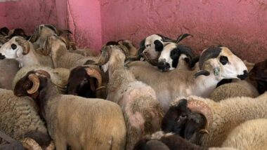 Aïd Al-Adha : le Sardi se négocie toujours à 80 DH/kg à Casablanca