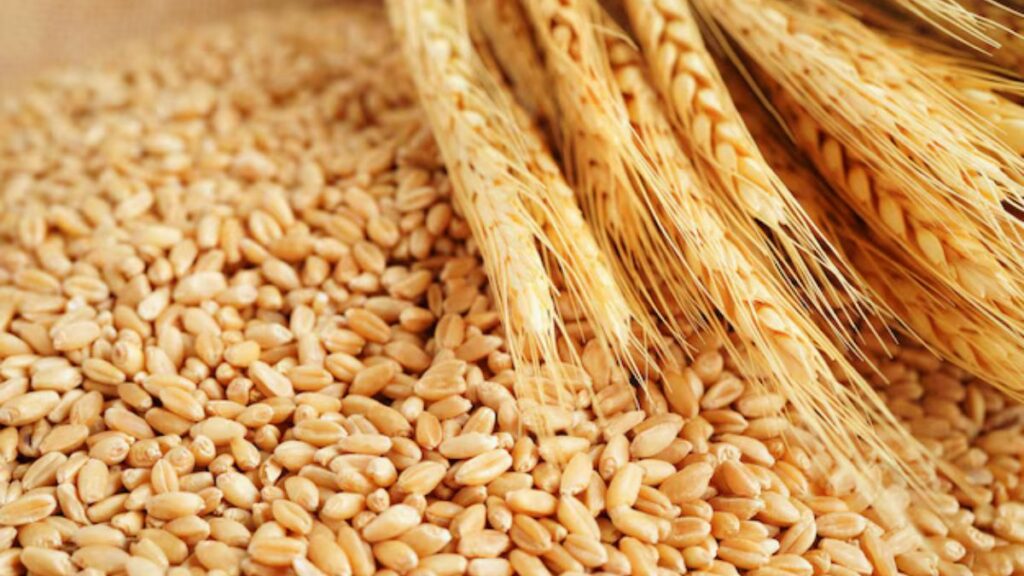 Blé tendre : le Maroc freine les importations et encourage le stockage national