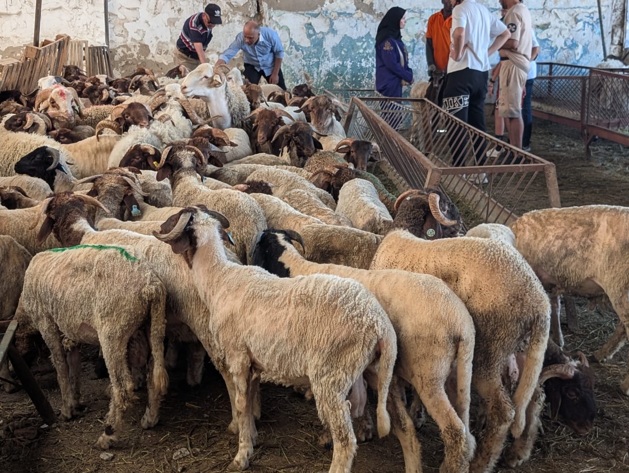 Reportage. Aïd al-Adha 2026, le mouton hors de prix Reportage. Aïd al-Adha 2026, le mouton hors de prix