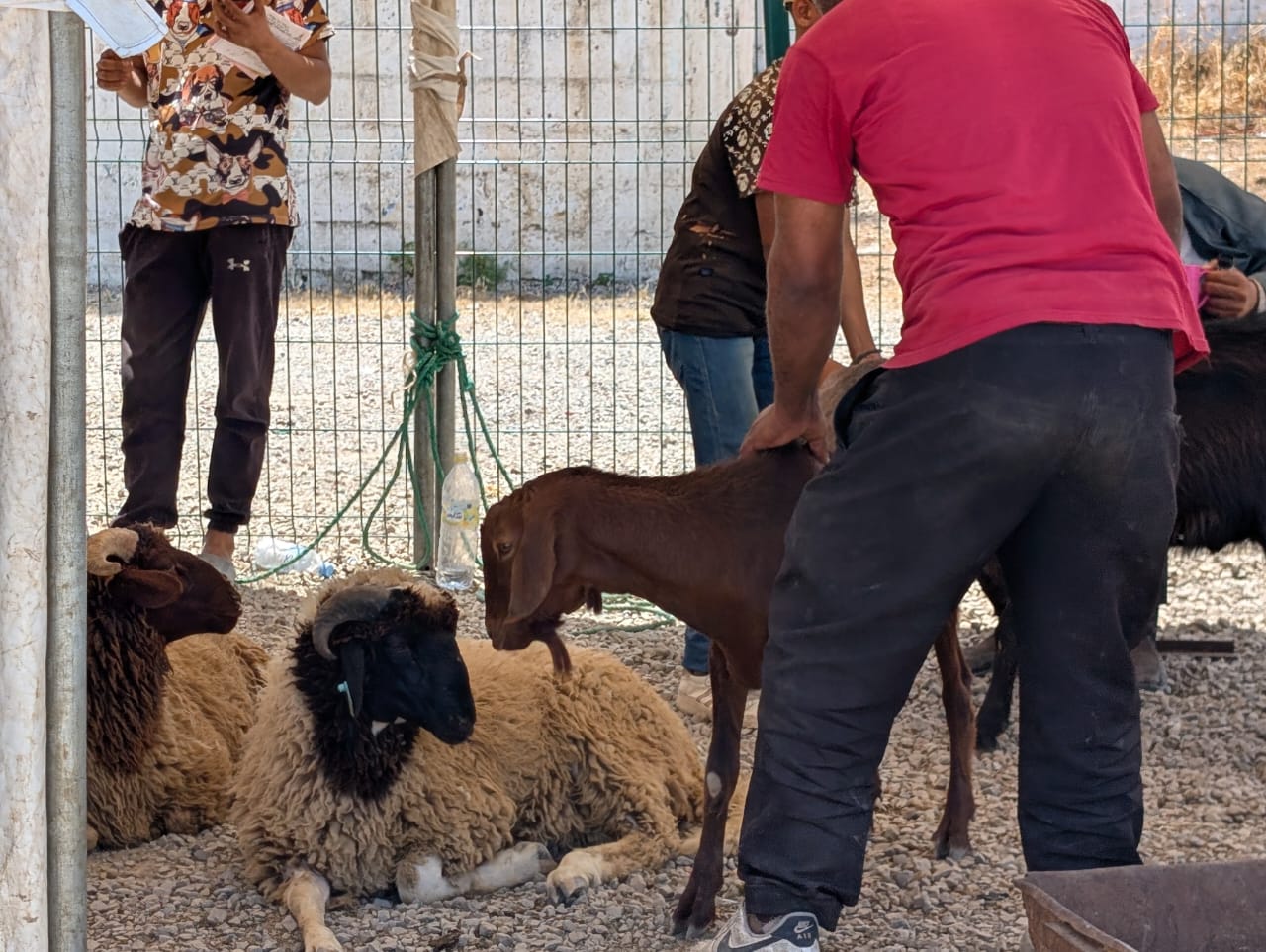 Reportage. Aïd al-Adha 2026, le mouton hors de prix Reportage. Aïd al-Adha 2026, le mouton hors de prix