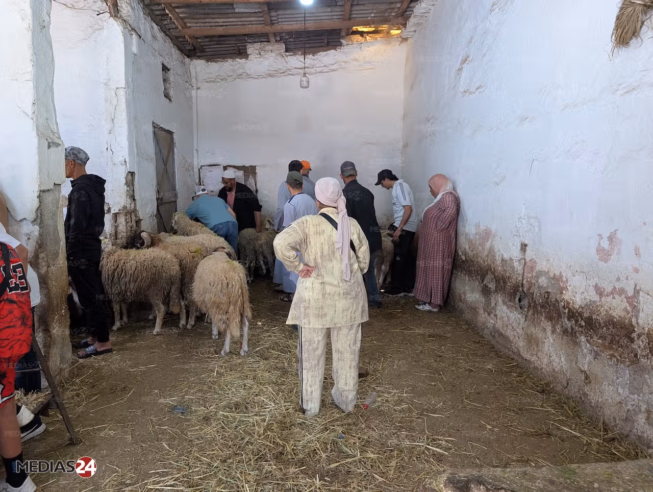 Reportage. Aïd al-Adha 2026, le mouton hors de prix Reportage. Aïd al-Adha 2026, le mouton hors de prix