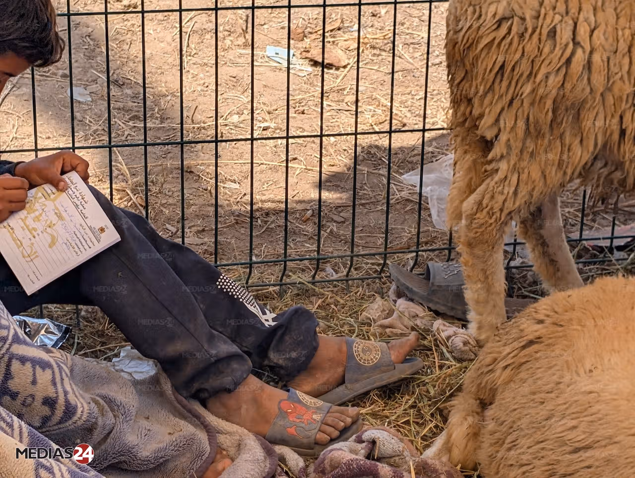 Reportage. Aïd al-Adha 2026, le mouton hors de prix Reportage. Aïd al-Adha 2026, le mouton hors de prix