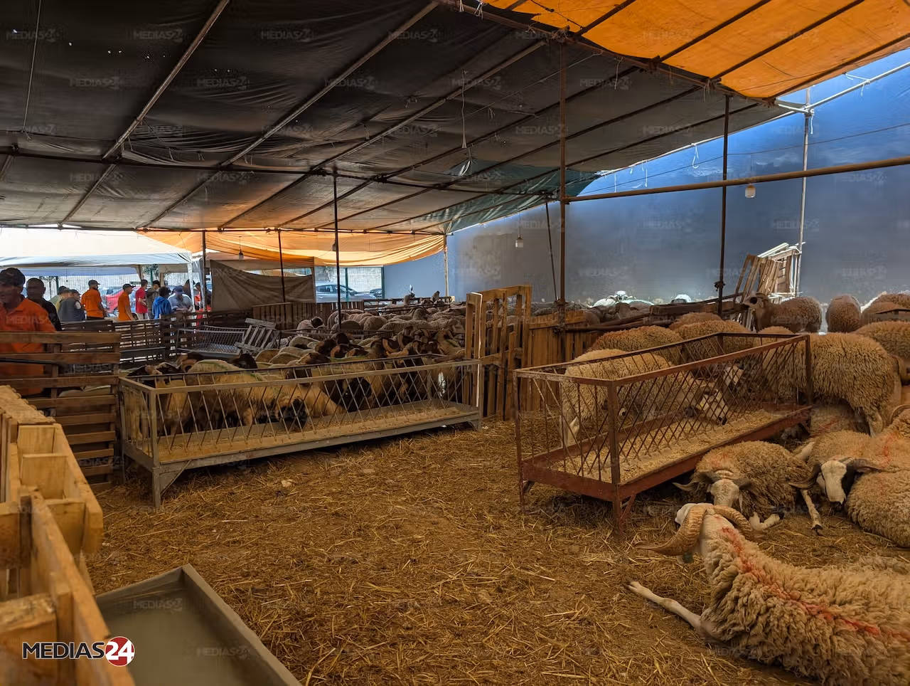 Reportage. Aïd al-Adha 2026, le mouton hors de prix Reportage. Aïd al-Adha 2026, le mouton hors de prix