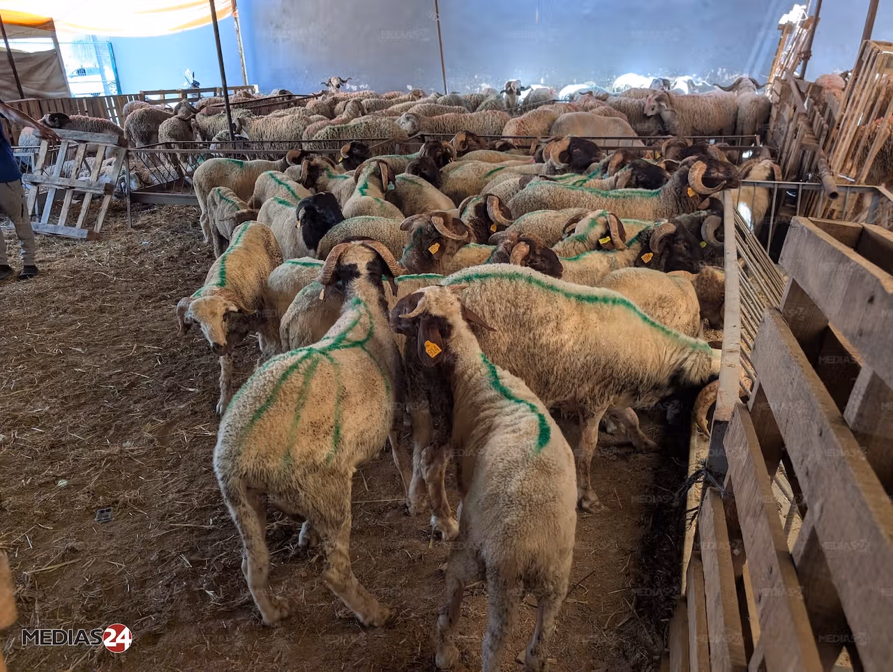 Reportage. Aïd al-Adha 2026, le mouton hors de prix Reportage. Aïd al-Adha 2026, le mouton hors de prix