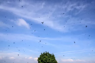 Moustiques, moucherons… Pourquoi les insectes prolifèrent au Maroc