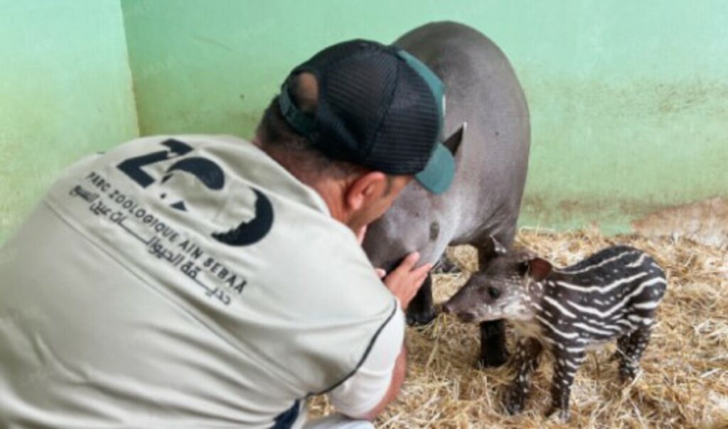 Naissance rare d’un tapir brésilien au Zoo d’Aïn Sebaâ à Casablanca.