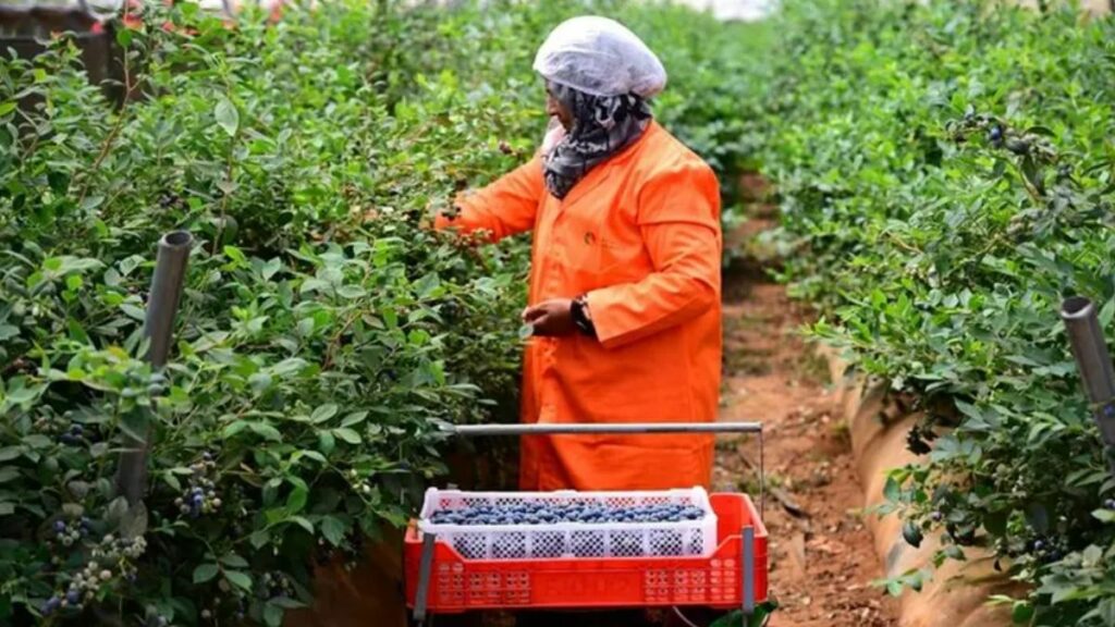 Fruits rouges : l’émirati Elite Agro porte son pari marocain à 1,3 MMDH