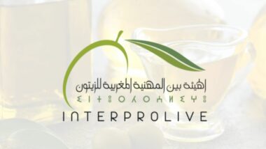 Olive : une nouvelle contribution obligatoire imposée à toute la filière