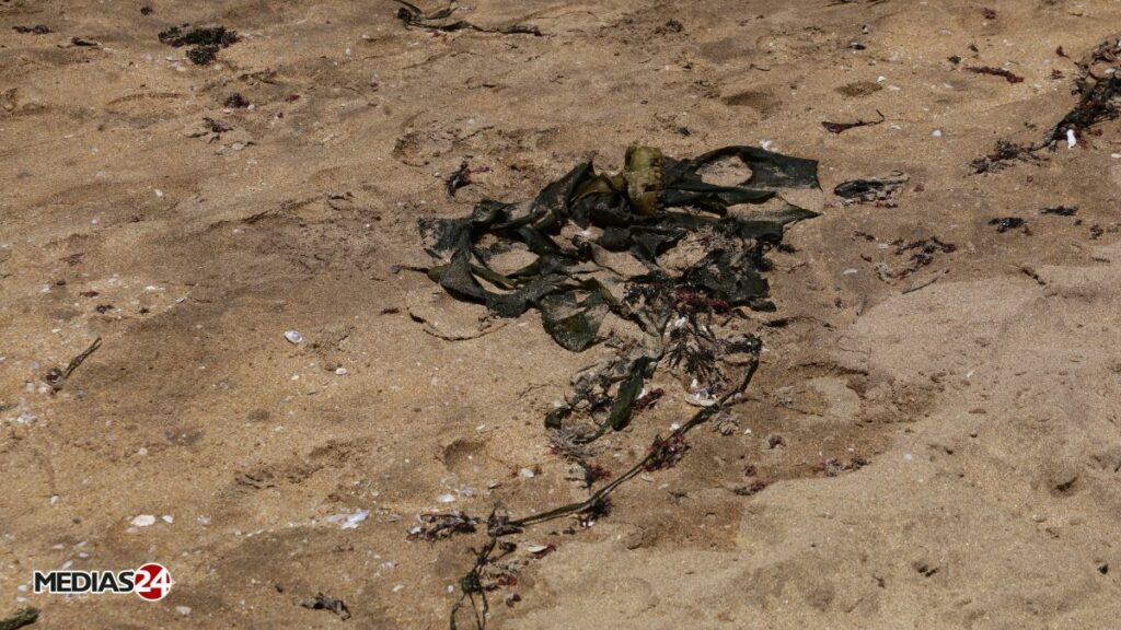Casablanca : la plage de Aïn Diab envahie de déchets, des interrogations sur leur origine