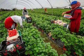 Maroc-Espagne : Rabat veut renforcer l’accompagnement des saisonnières dans la migration circulaire