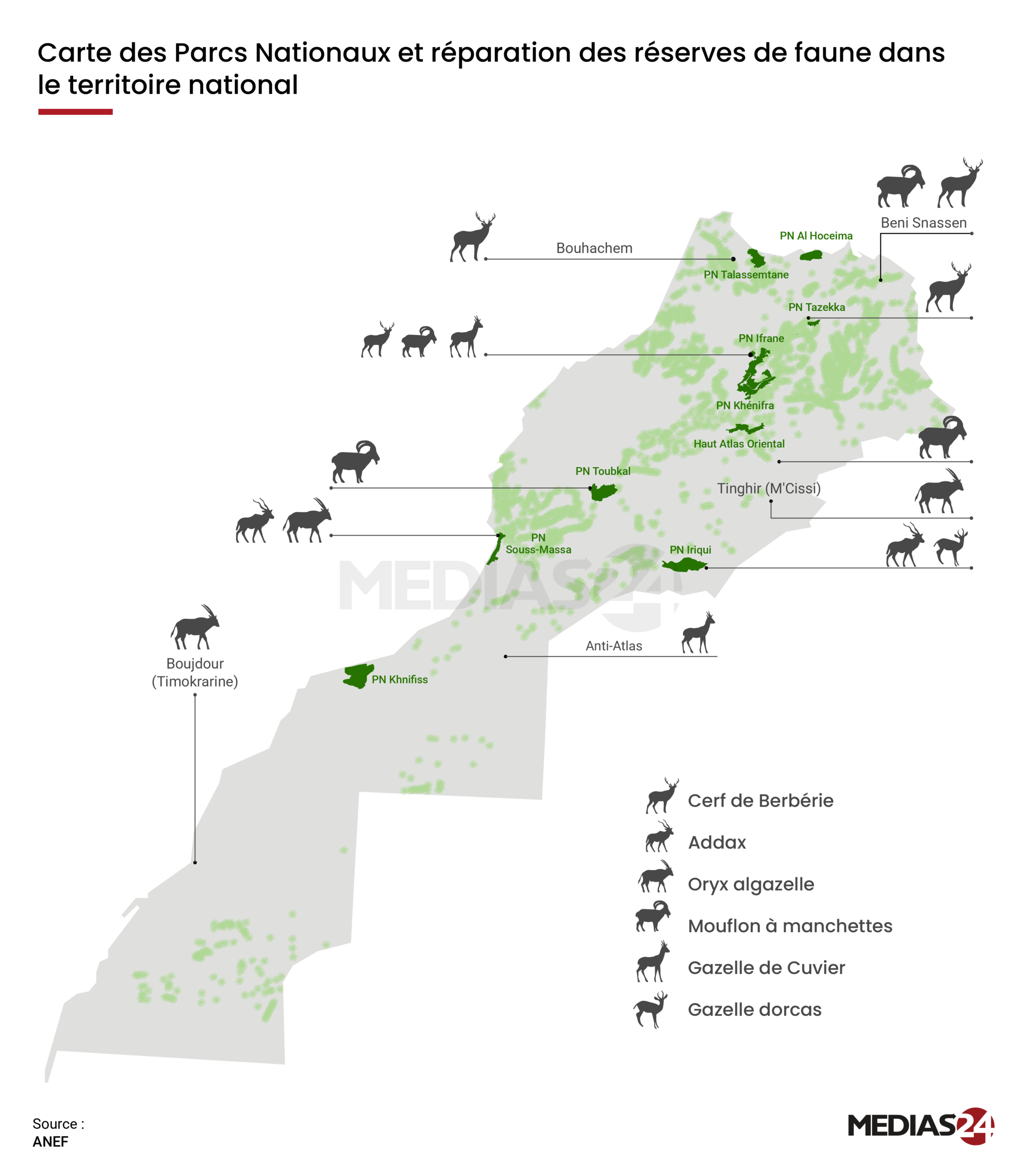 Biodiversité : addax, gazelles, oryx… après des décennies de déclin, le Maroc restaure sa faune sauvage