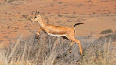 Biodiversité : addax, gazelles, oryx… après des décennies de déclin, le Maroc restaure sa faune sauvage