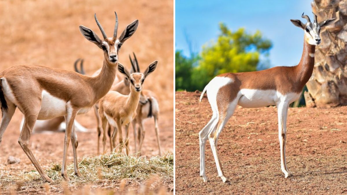 Biodiversité : addax, gazelles, oryx… après des décennies de déclin, le Maroc restaure sa faune sauvage