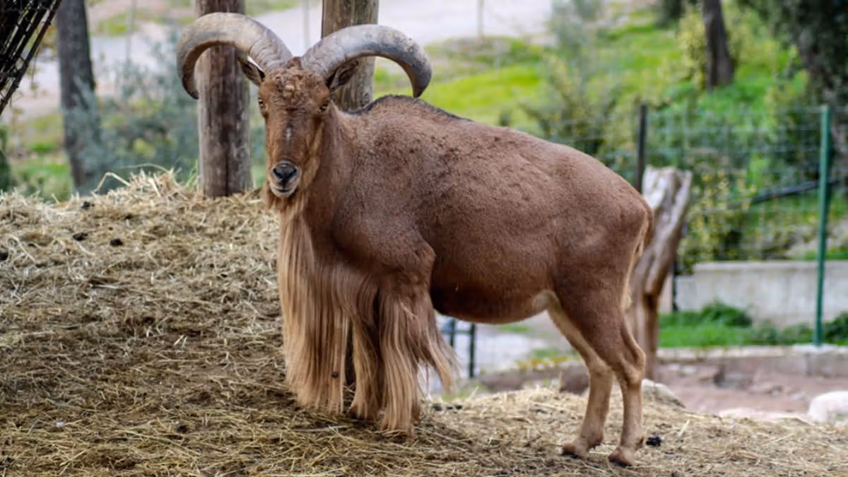 Biodiversité : addax, gazelles, oryx… après des décennies de déclin, le Maroc restaure sa faune sauvage
