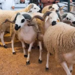 Viande : face aux prix qui flambent, le gouvernement envisage de réactiver les exonérations sur les ovins importés
