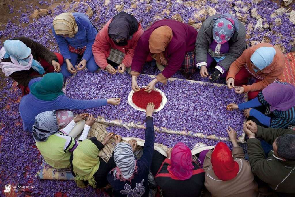 Taroudant : un appel d’offres pour former 30 producteurs à la culture du safran