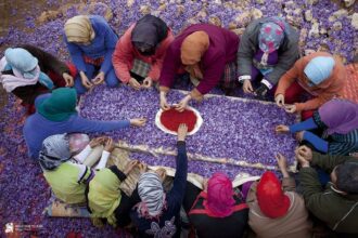 Taroudant : un appel d’offres pour former 30 producteurs à la culture du safran
