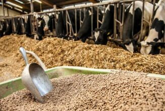 En 2026, le Maroc a importé 23.700 tonnes d’aliments pour bétail de Voronej