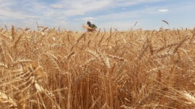 Blé tendre : la collecte cale, les importations attendront