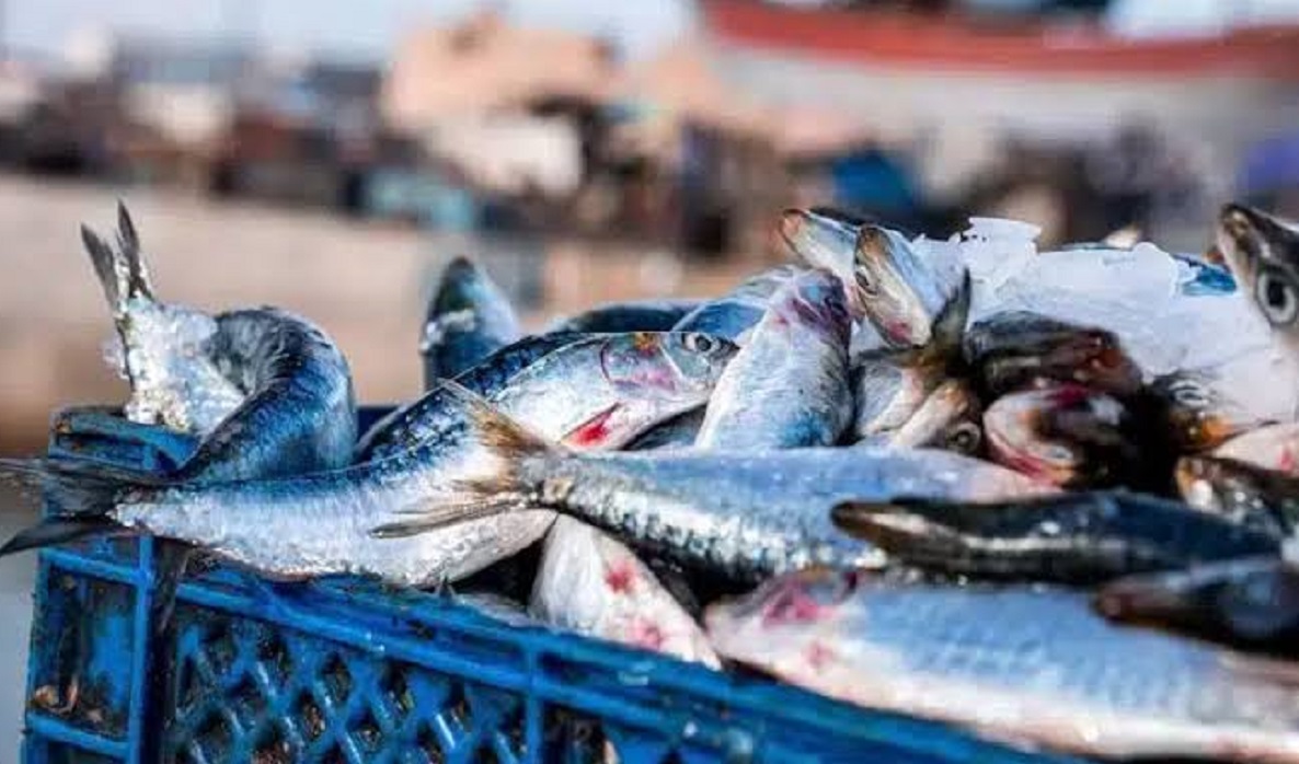 Prix de la sardine : l’enquête du Conseil de la concurrence dans sa phase finale
