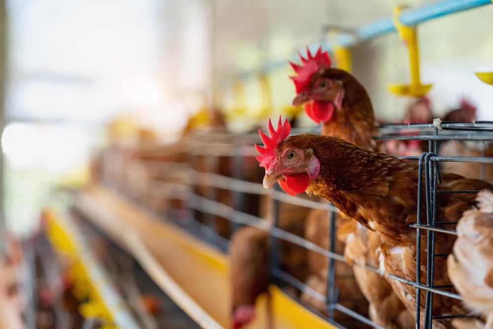Aviculture : prix toujours bas, jusqu'à 3 DH de pertes par kg pour les éleveurs